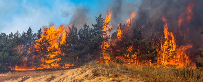 Trees on a hillside on fire