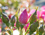 Pink rosebuds with drops of rain on them