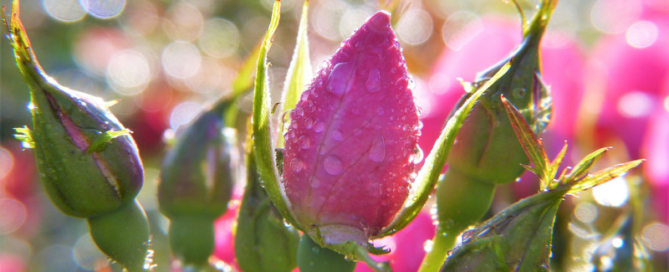 Pink rosebuds with drops of rain on them